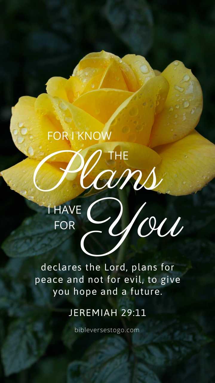 Yellow Rose Jer 29:11 Phone Wallpaper - FREE - Bible Verses To Go