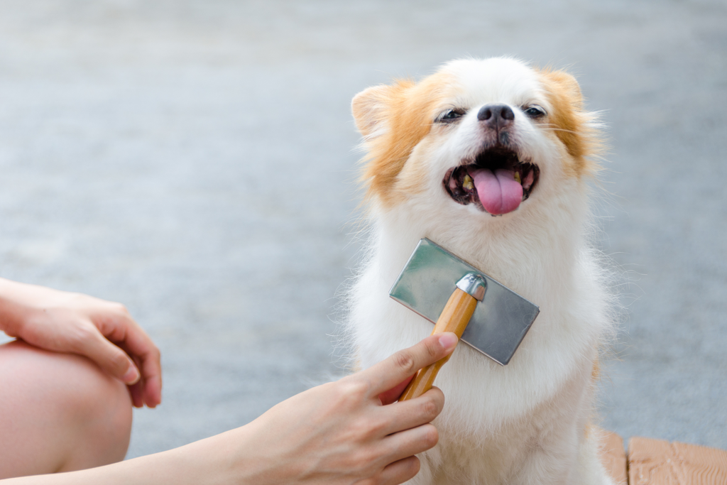 Little dog enjoying a brush!