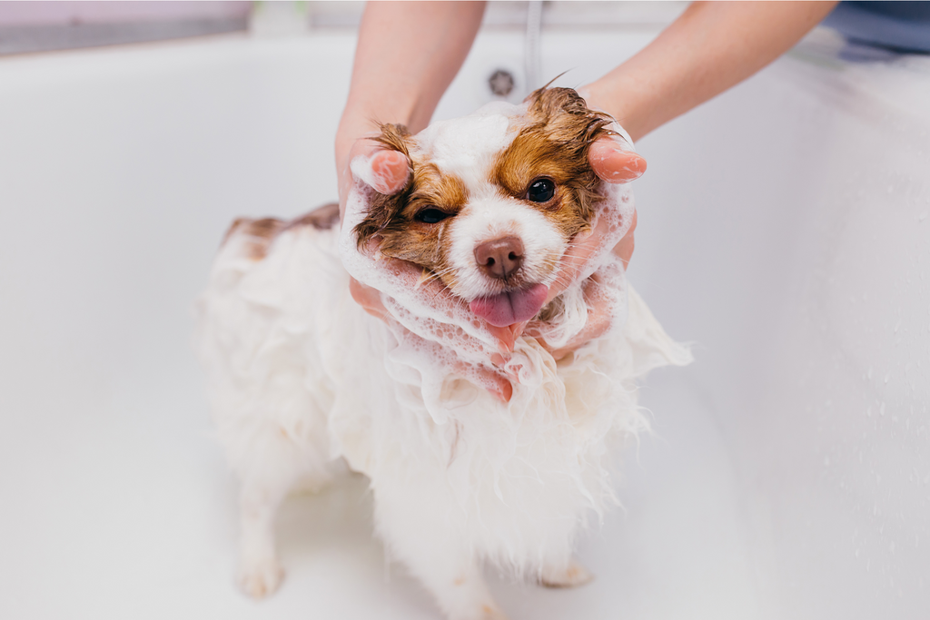 Dog enjoying a bubble bath