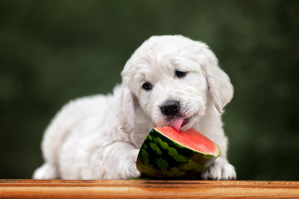 Dog eating a watermelon