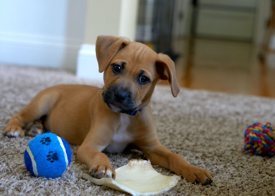 dog playing with toys