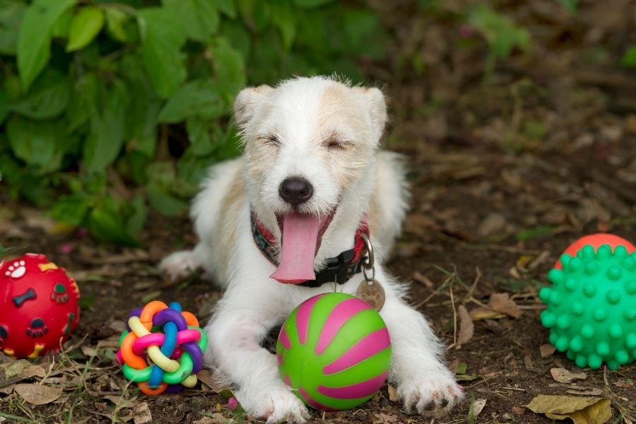 Dog toys for Christmas