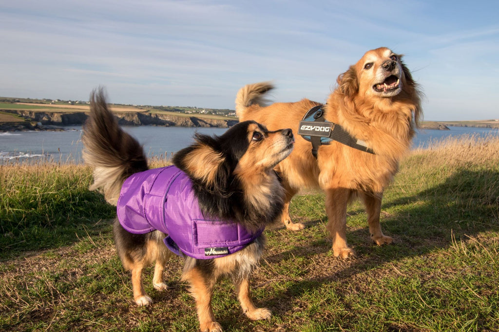 Dog coats