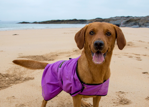 Dog wearing waterproof coat on beach