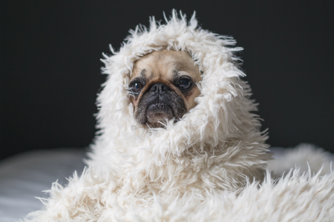 Little pug wrapped in a fluffy blanket 