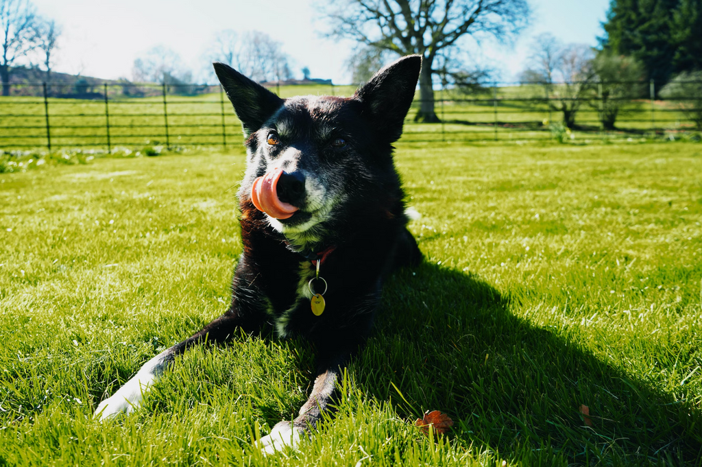 Old dog lying on the grass