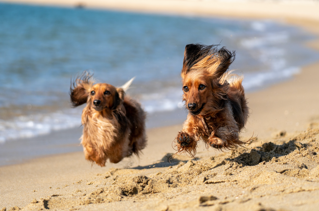 Dogs enjoying themselves on the beach