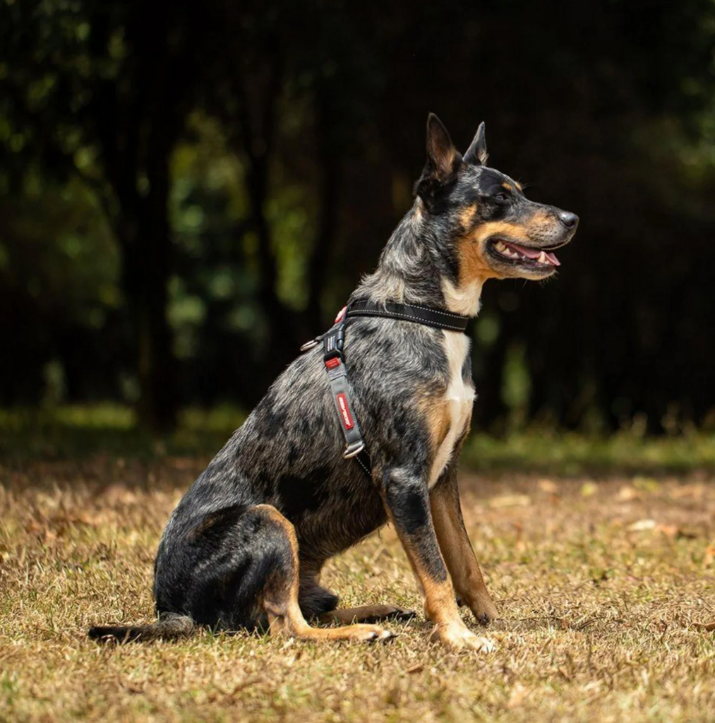 Train your dog using a training harness!