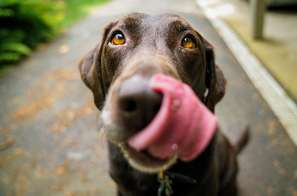 Dog licking its lips