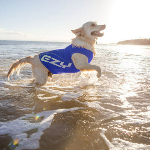 Dog rash Vest