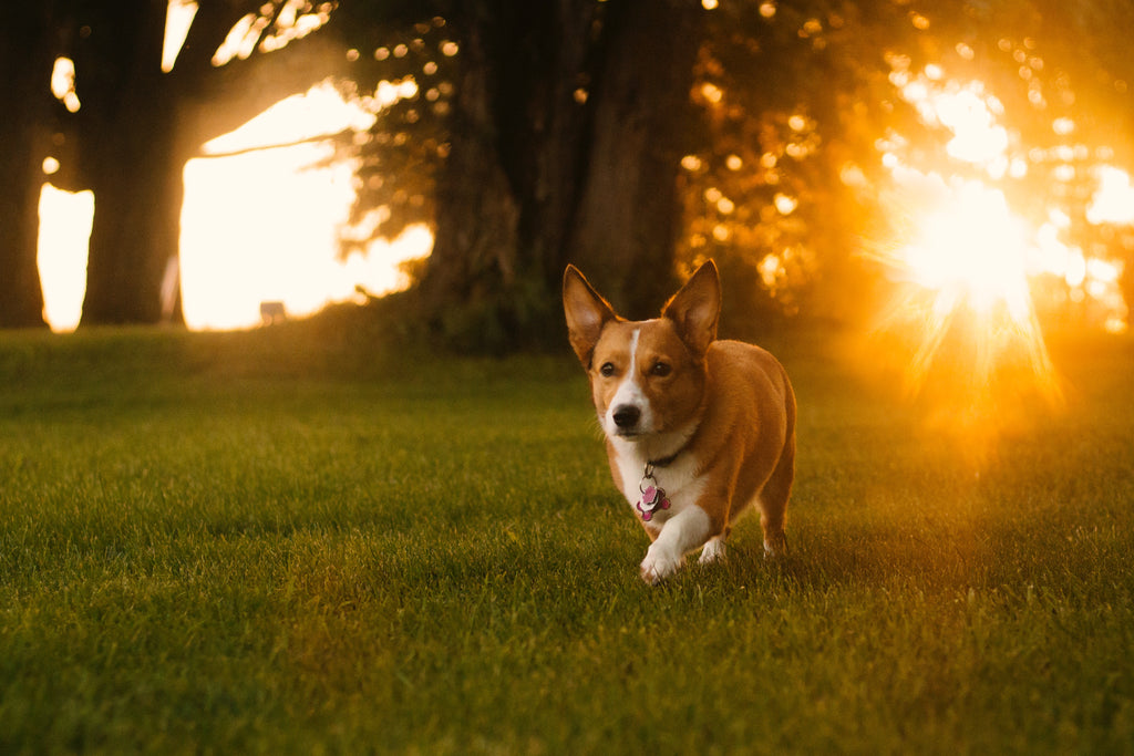 Dog in the sunshine