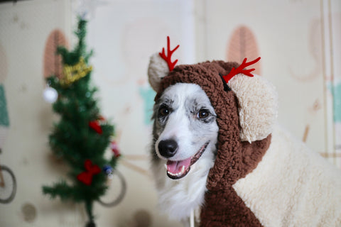 Dog in fluffy reindeer suit