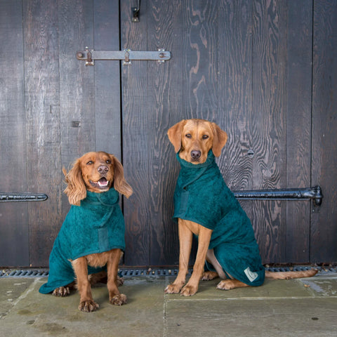 Two gorgeous dogs wearing Ruff & Tumble coats