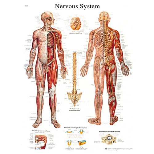 Anatomical Automatic Labeling Manual Muscle