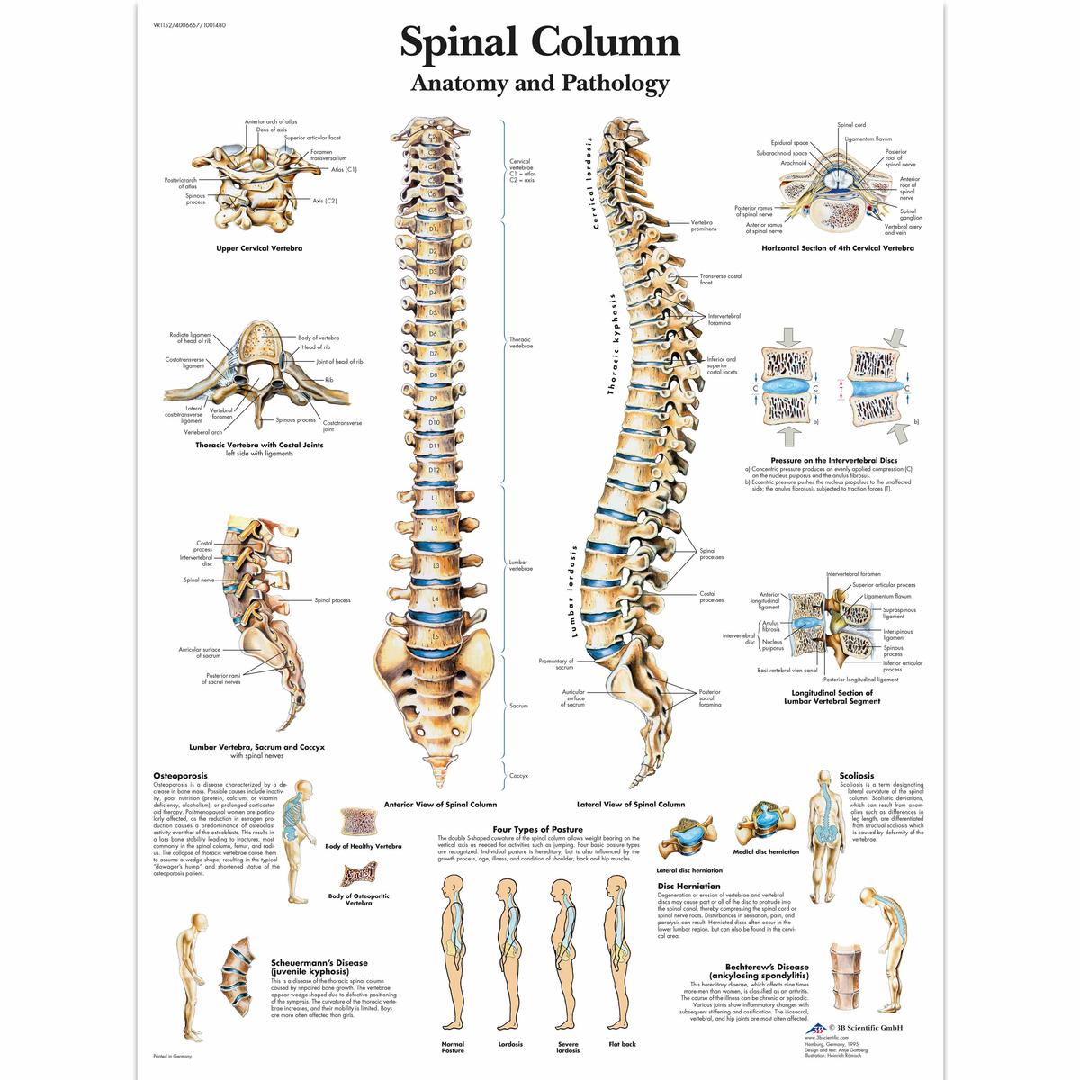 spinal anatomy chart