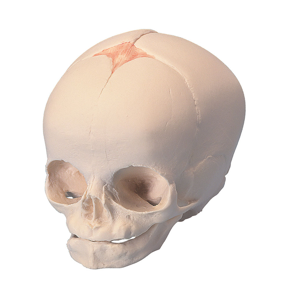 Форма костей черепа