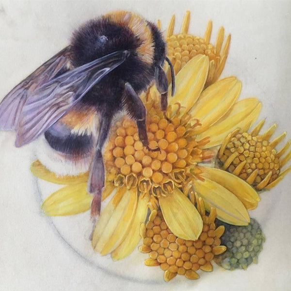 bee by Shevaun Doherty