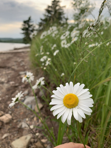 daisies, cape breton, nova scotia