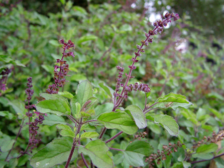 Tulsi / Holy Basil