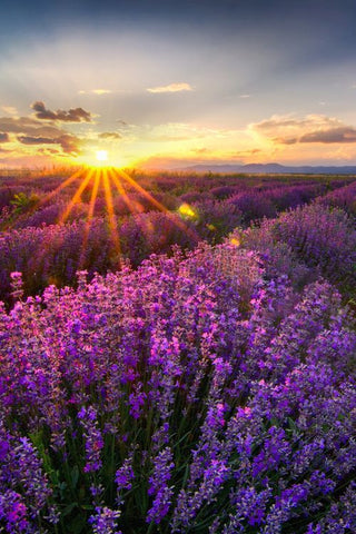 Lavender Field