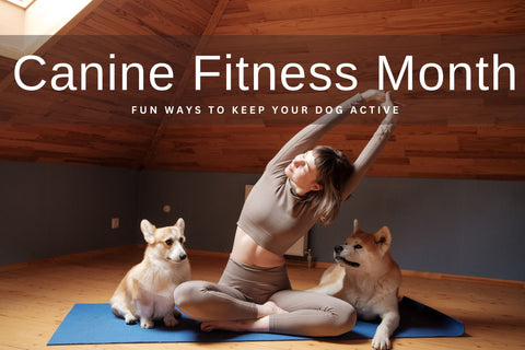 Canine Fitness Month: Fun Ways to Keep Your Dog Active
