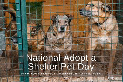 National Adopt a Shelter Pet Day: Find Your Perfect Companion Blog Post at Krazy For Pets