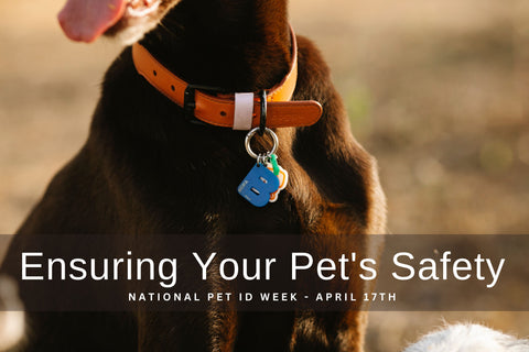 Ensuring Your Pet's Safety: National Pet ID Week blog post at Krazy For Pets