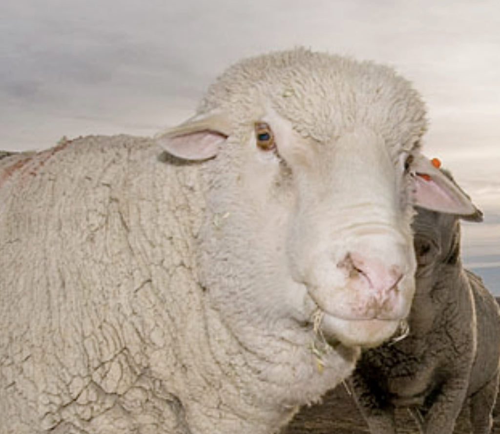 Know Your Fiber Targhee Wool Northwest Yarns