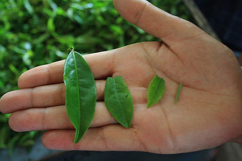 tea leaf sizes for orange pekoe grade