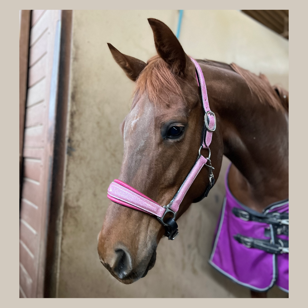 Halter Ego Venetian Floral Halter- Luxury Horse Tack