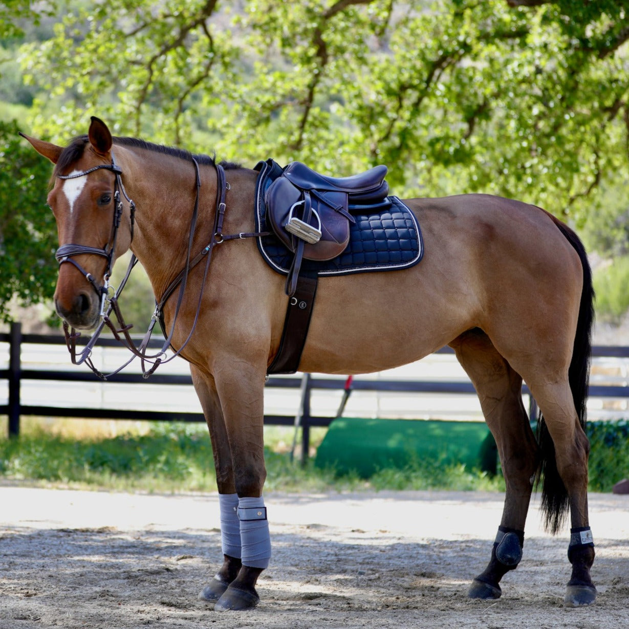 Evolution Knee Patch Breeches - Black with Anthracite