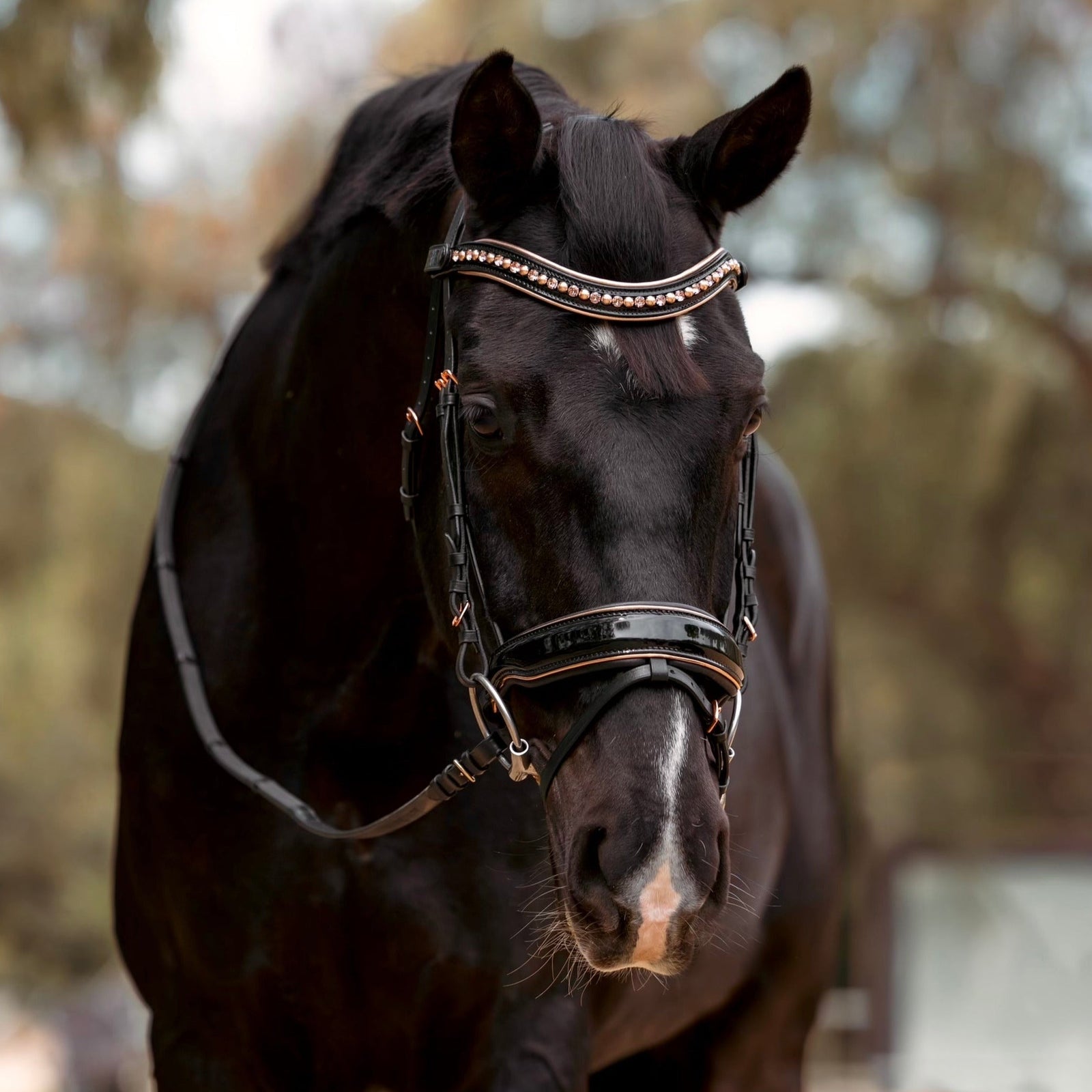 Bridles and Halters