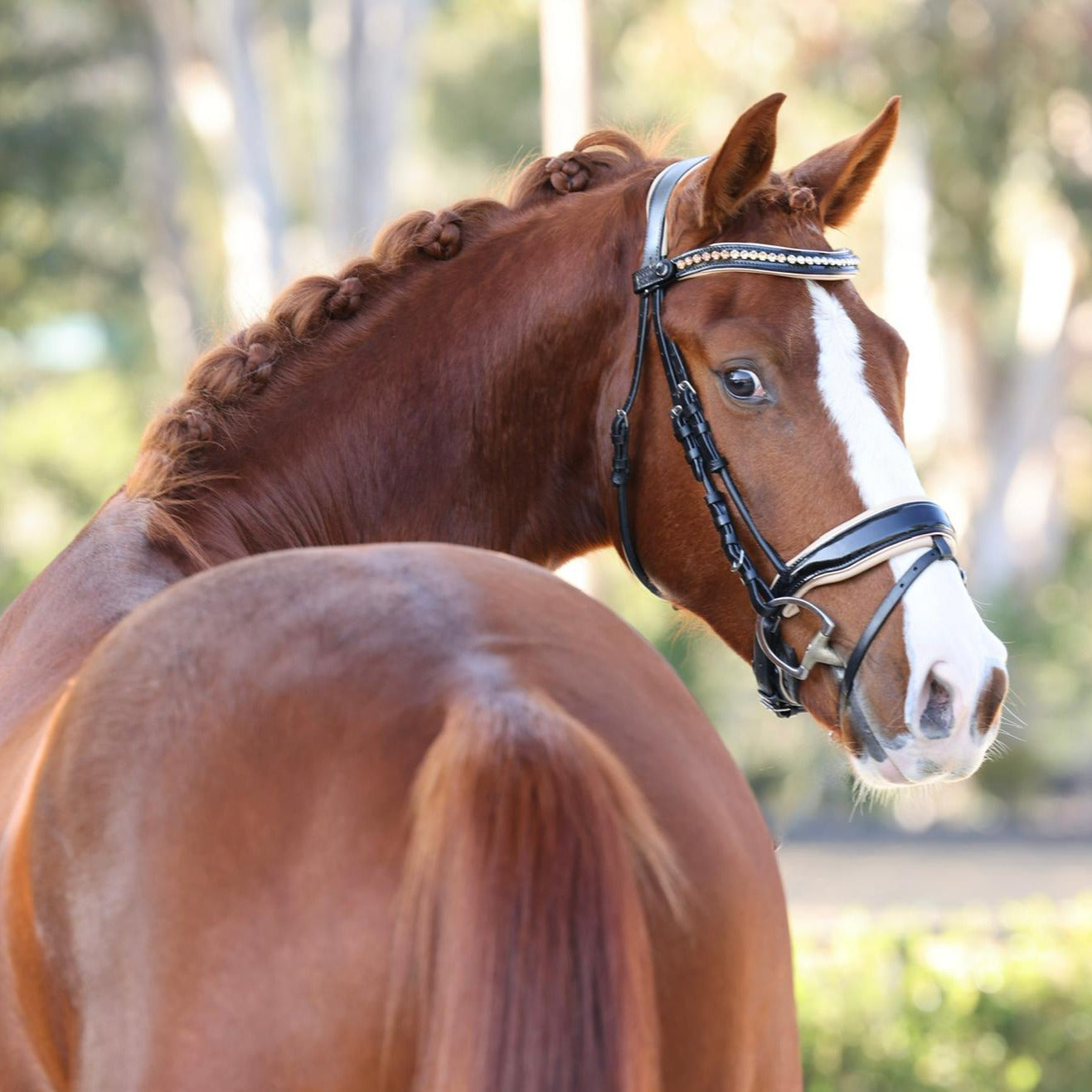 American Bridle Leather .Dark Brown, Brass — Pinnell Custom Leather