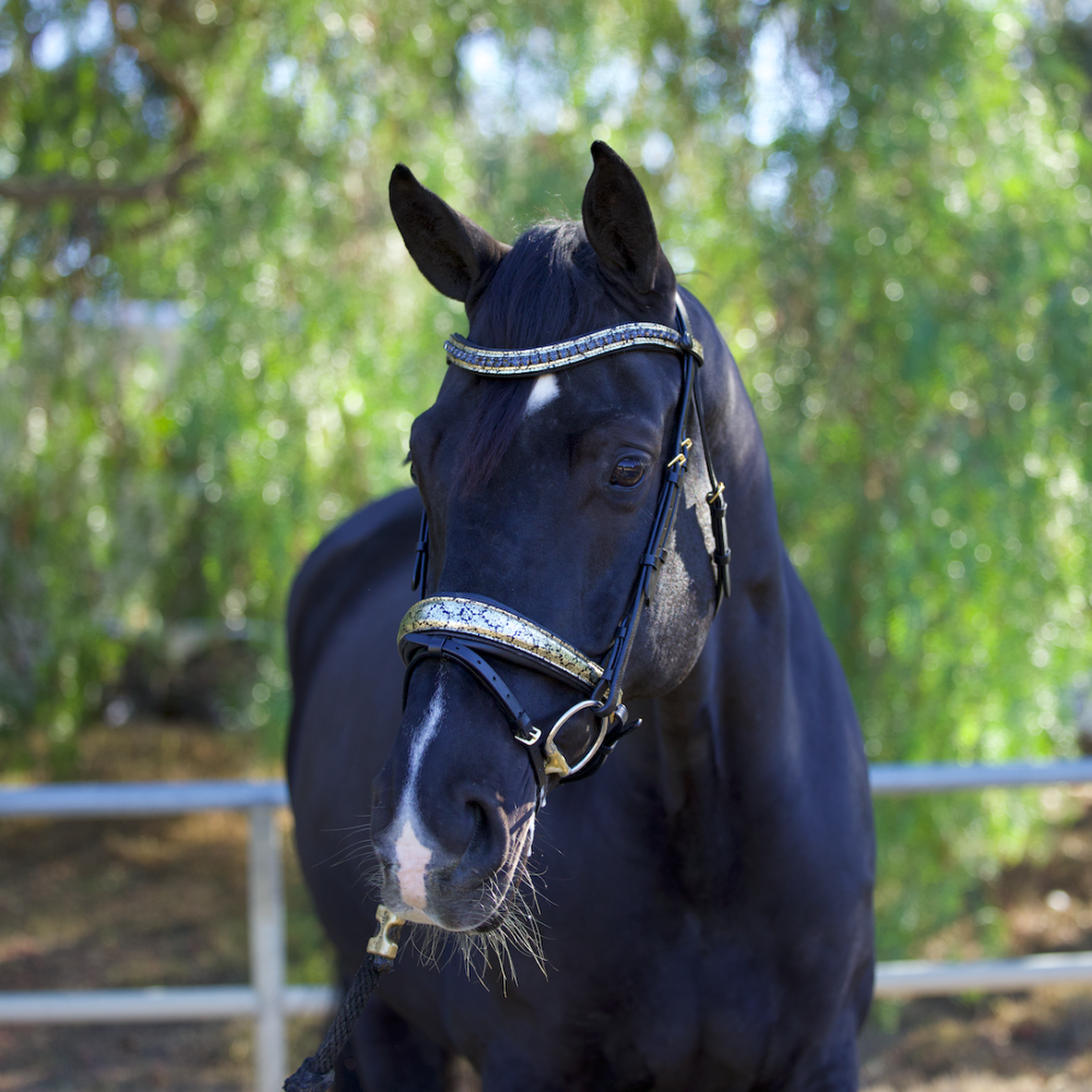 Halter Ego Venetian Floral Halter- Luxury Horse Tack