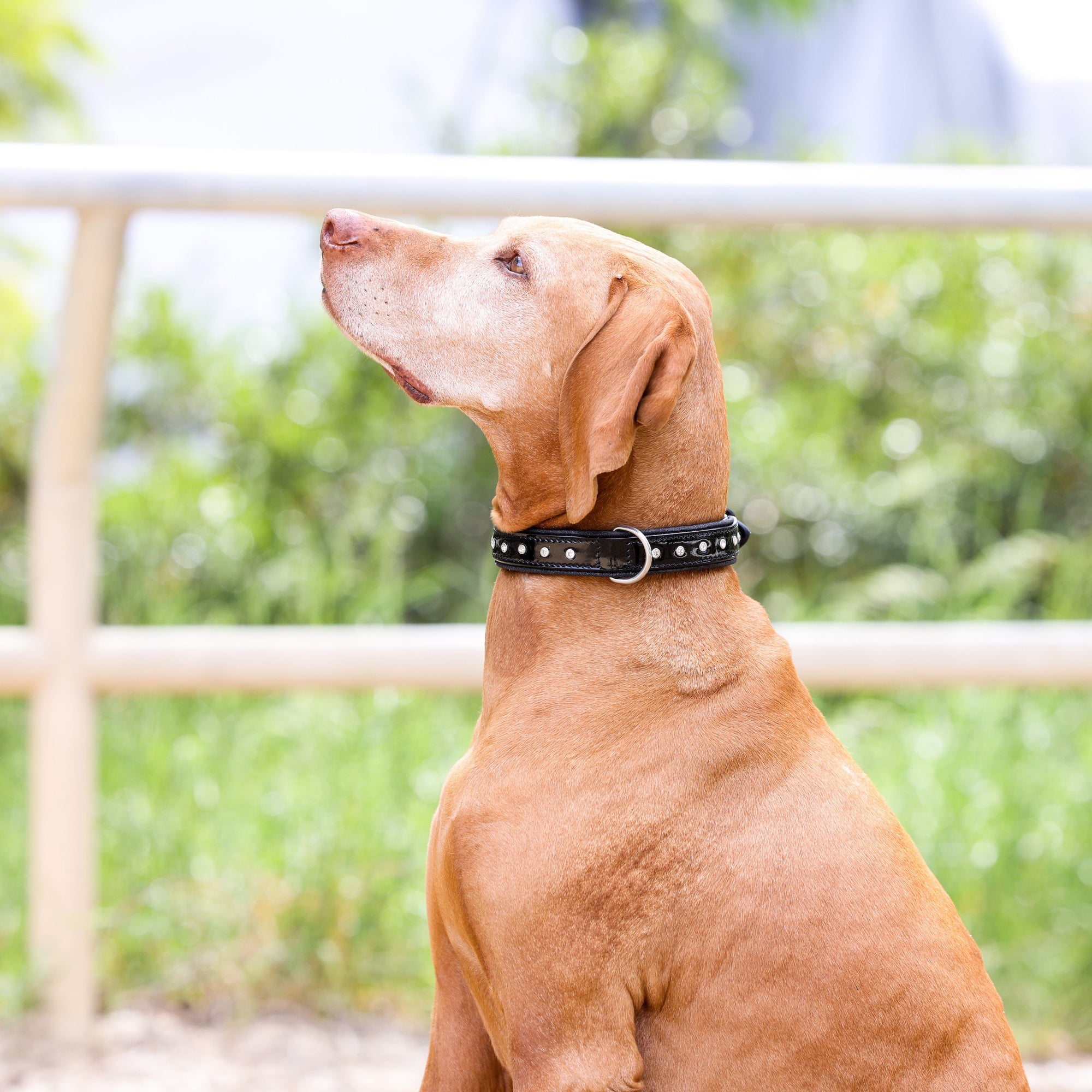 Red - Luxury Designer Monogram Empreinte Leather Dog Collar