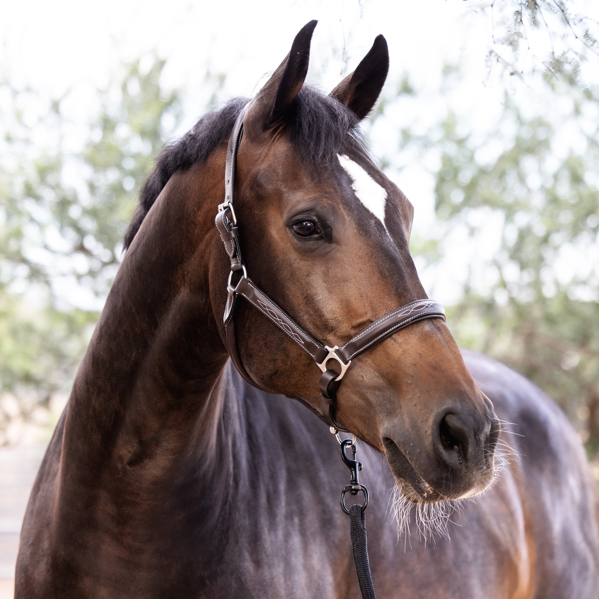 PFIFF Castania Leather Halter