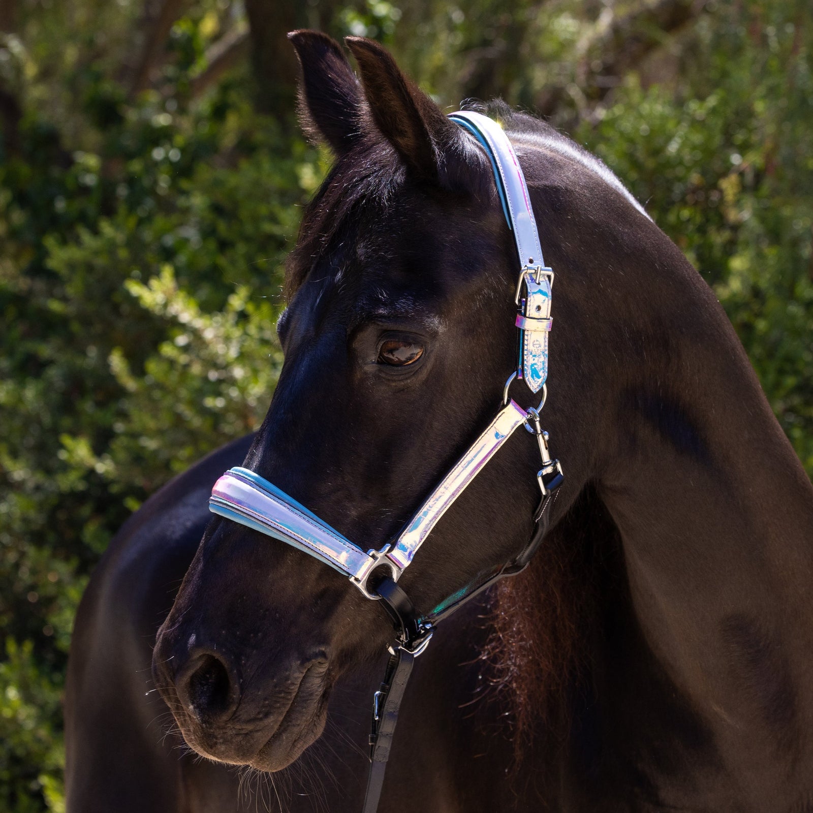 Lariat + Leather halters are hot 🔥 right now! Order your own fully  customized to your preferences and your horse's size today! P.s.