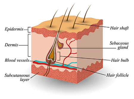 Scalp Structure