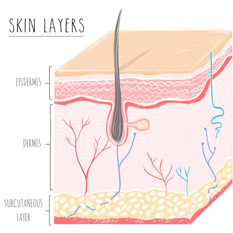 natural skin care skin layers