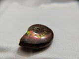 Whole Ammonite Shell with Vibrant Flash