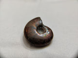 Whole Ammonite Shell with Vibrant Flash
