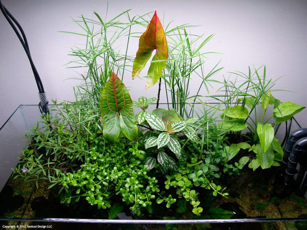 Red-leaved Cyrtosperma johnstonii as riparium centerpiece plant. 