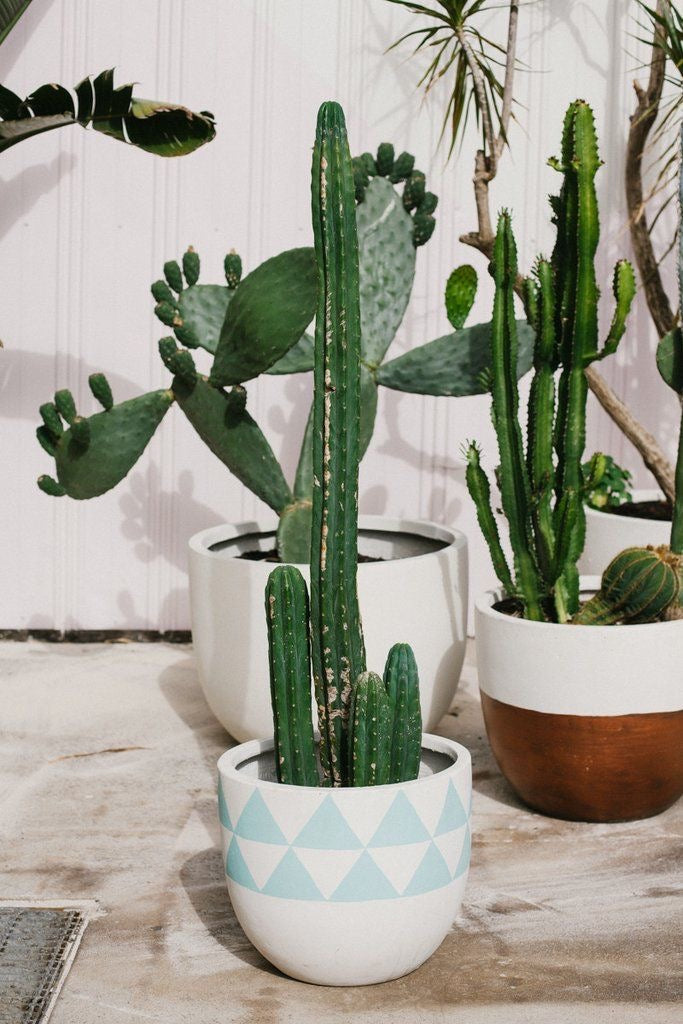 DIY: How to Paint Ceramic Pots, Blanco Bungalow