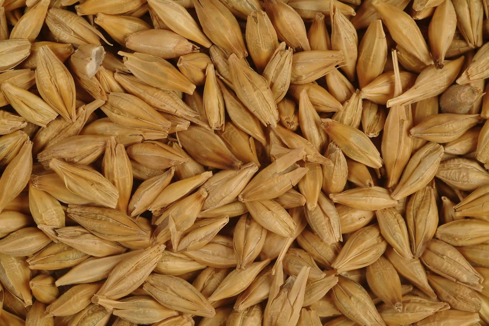 Jaun (Barley) | www.poshtik.in