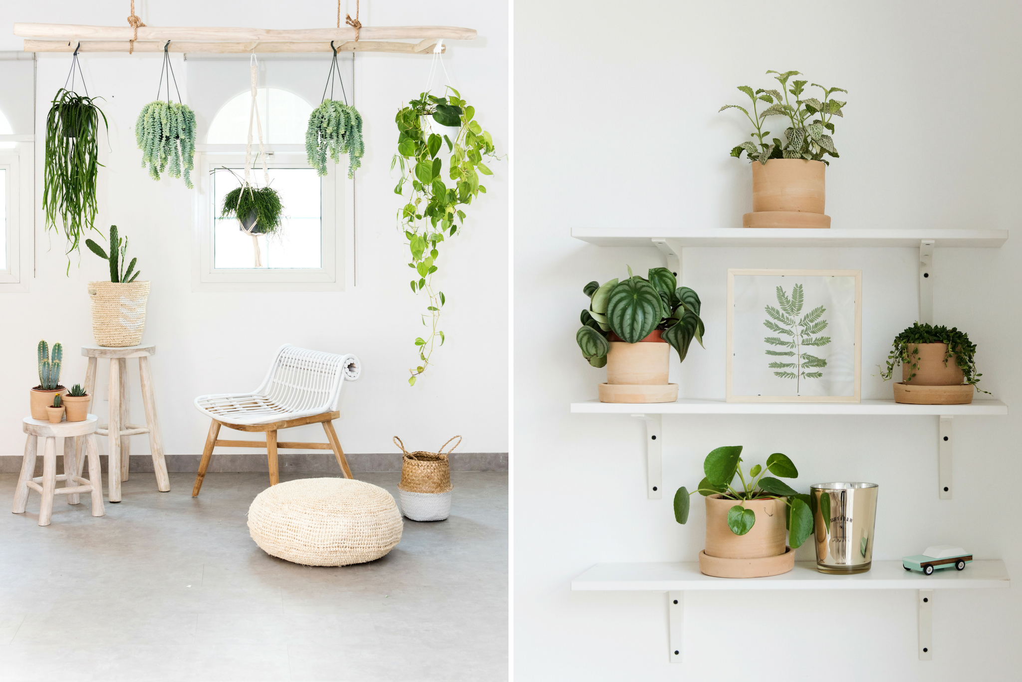 Adding plants to your home