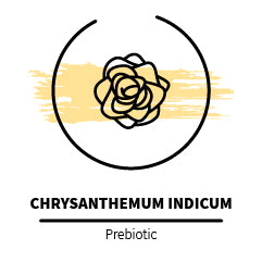 Chrysanthemum_indicum