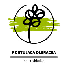 Portulaca_oleracea