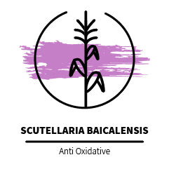 Scutellaria_baicalensis