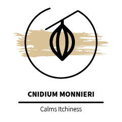 Cnidium_Monnieri