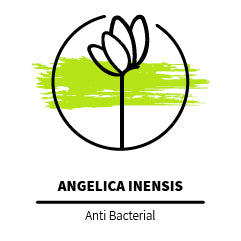 Angelica_Inensis